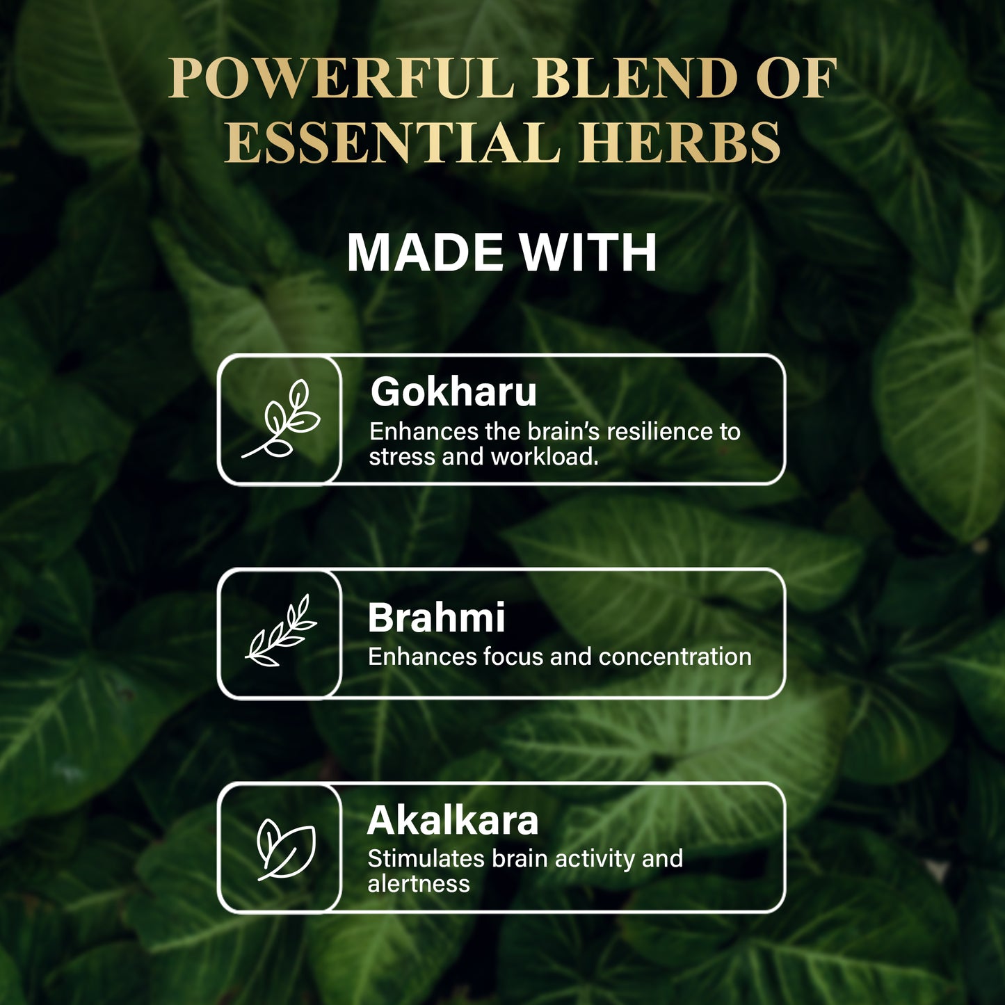 Attar x Brain Boost Kit