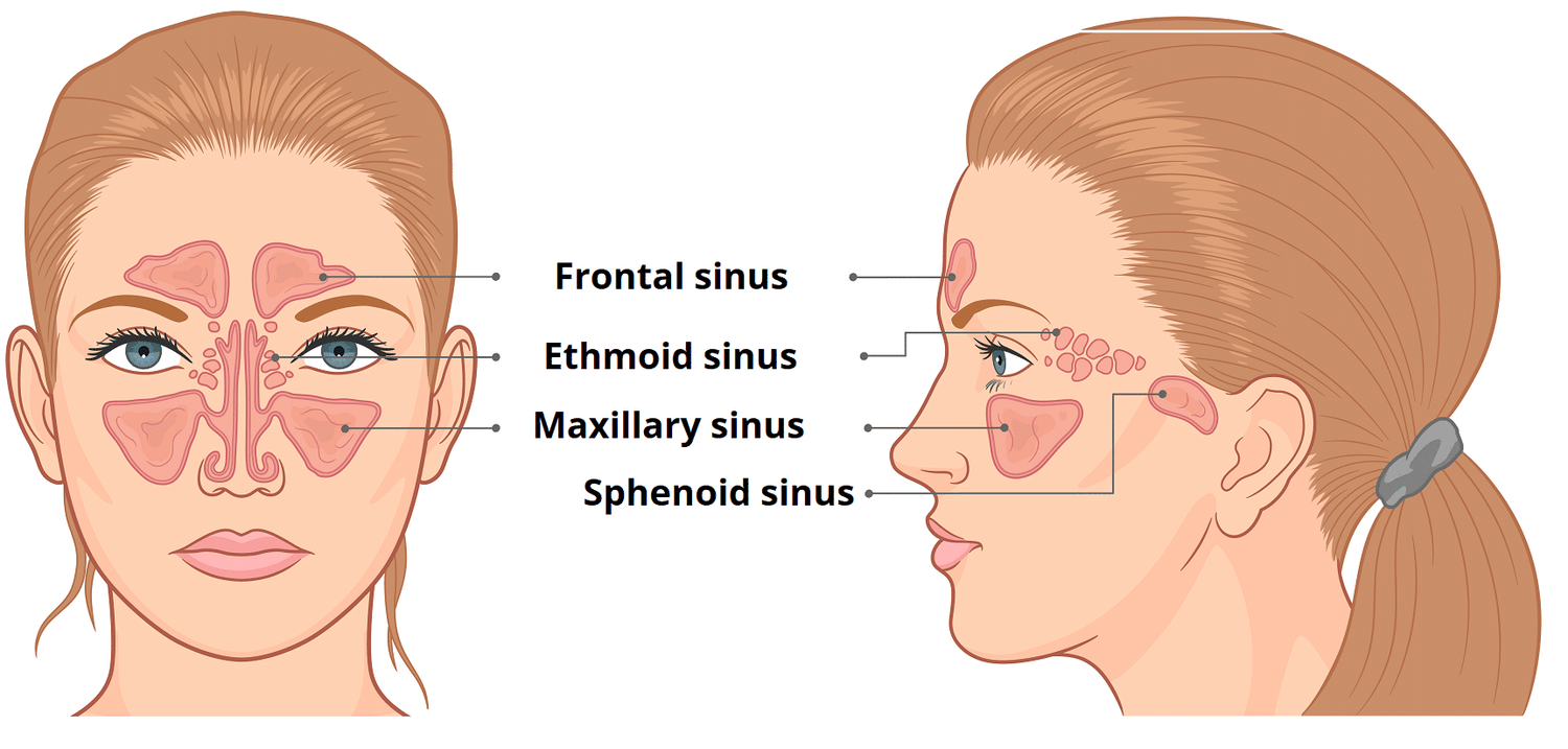 Sinus