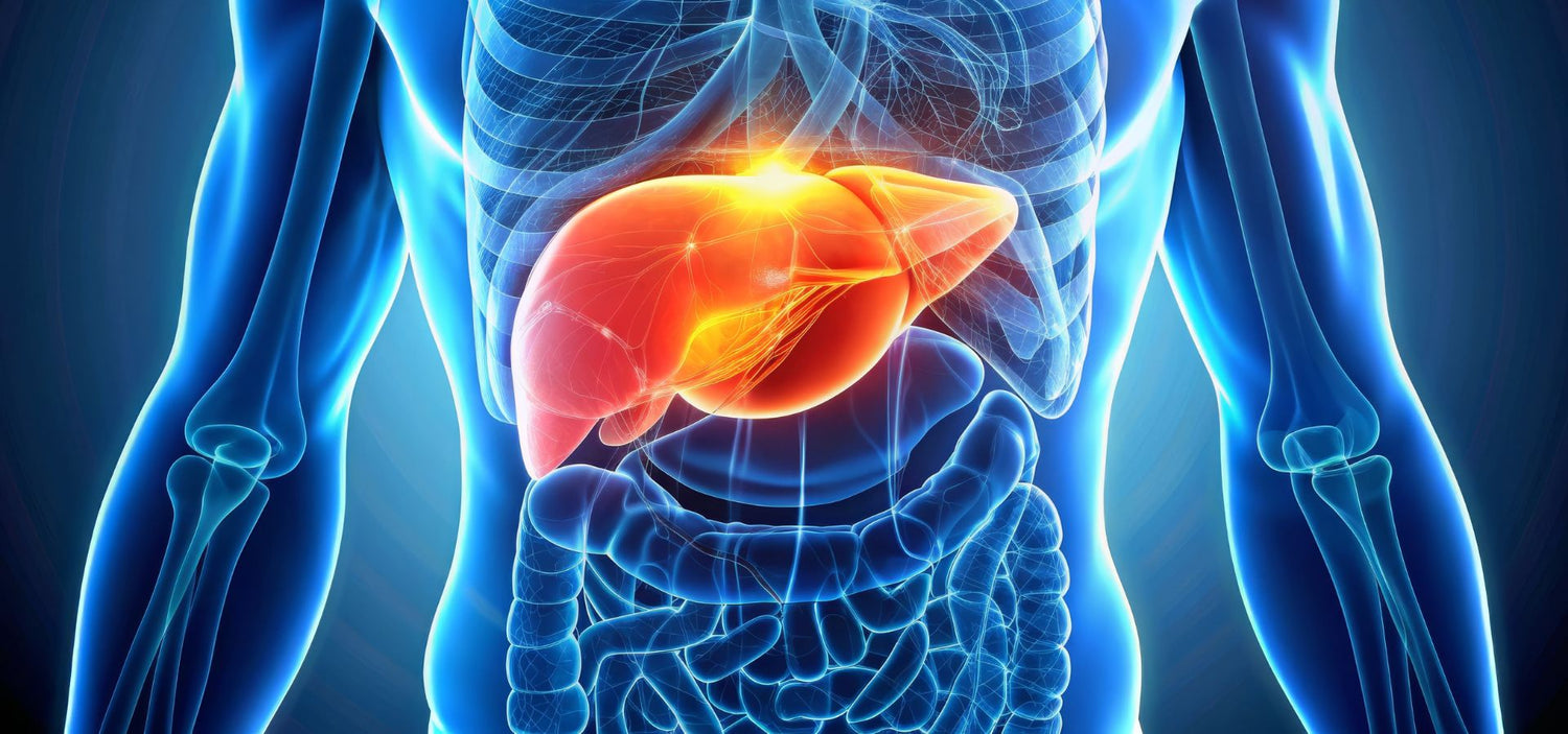 Liver Health & Digestion