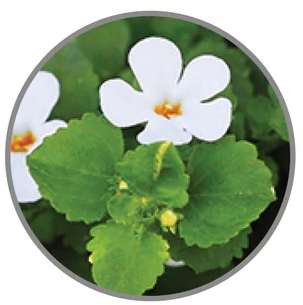 BRAHMI