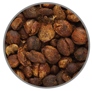 MALKANGANI
